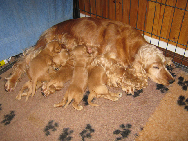 Dragongrdens Kennel